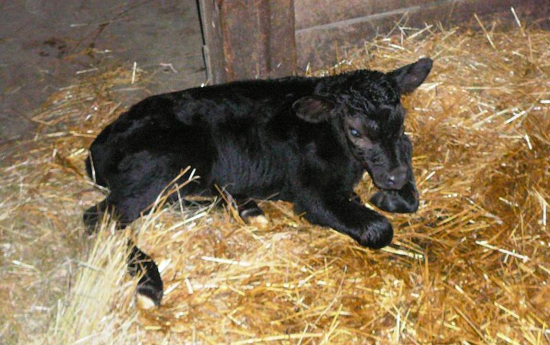 Gertrude's calf